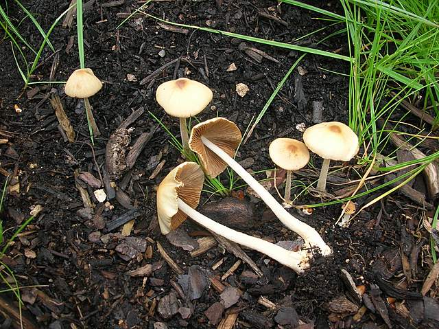 Conocybe hornana     Singer & Hausknecht